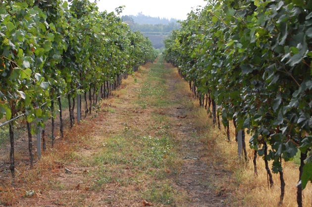 Farmhouse I Costanti - Caldiero - A view OF THE VINEYARDS 